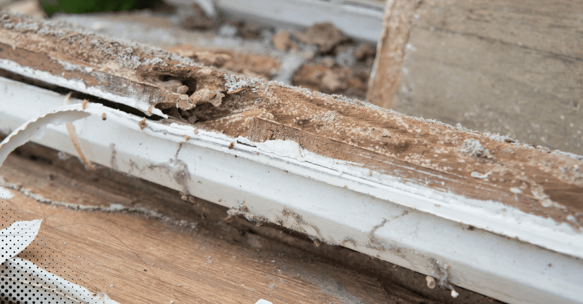 Close-up of severe termite damage on wooden window frame during home inspection.